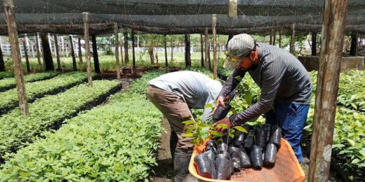 El plan agroforestal forma parte del desarrollo de Petén. / Foto: MAGA.
