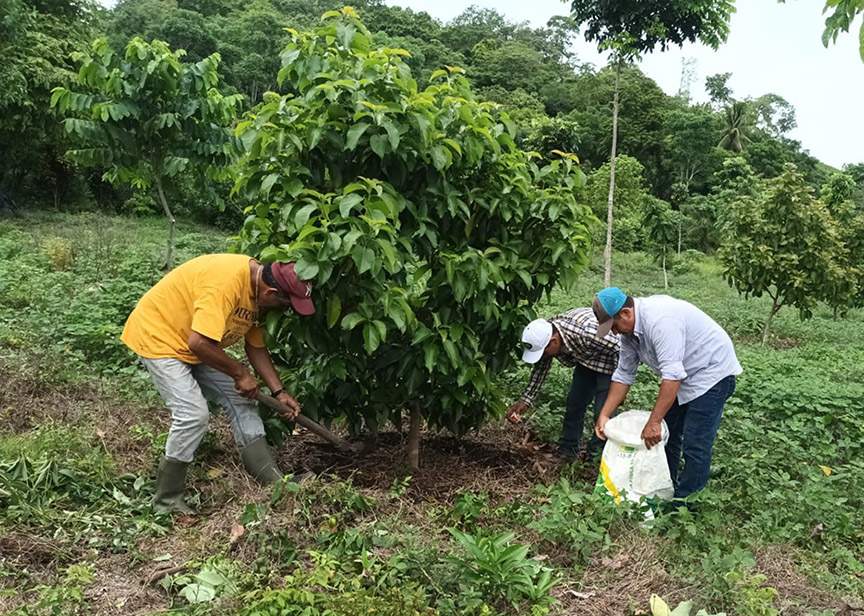 En Petén promueven cultivo de aguacate variedad Booth 8./ Foto: MAGA.