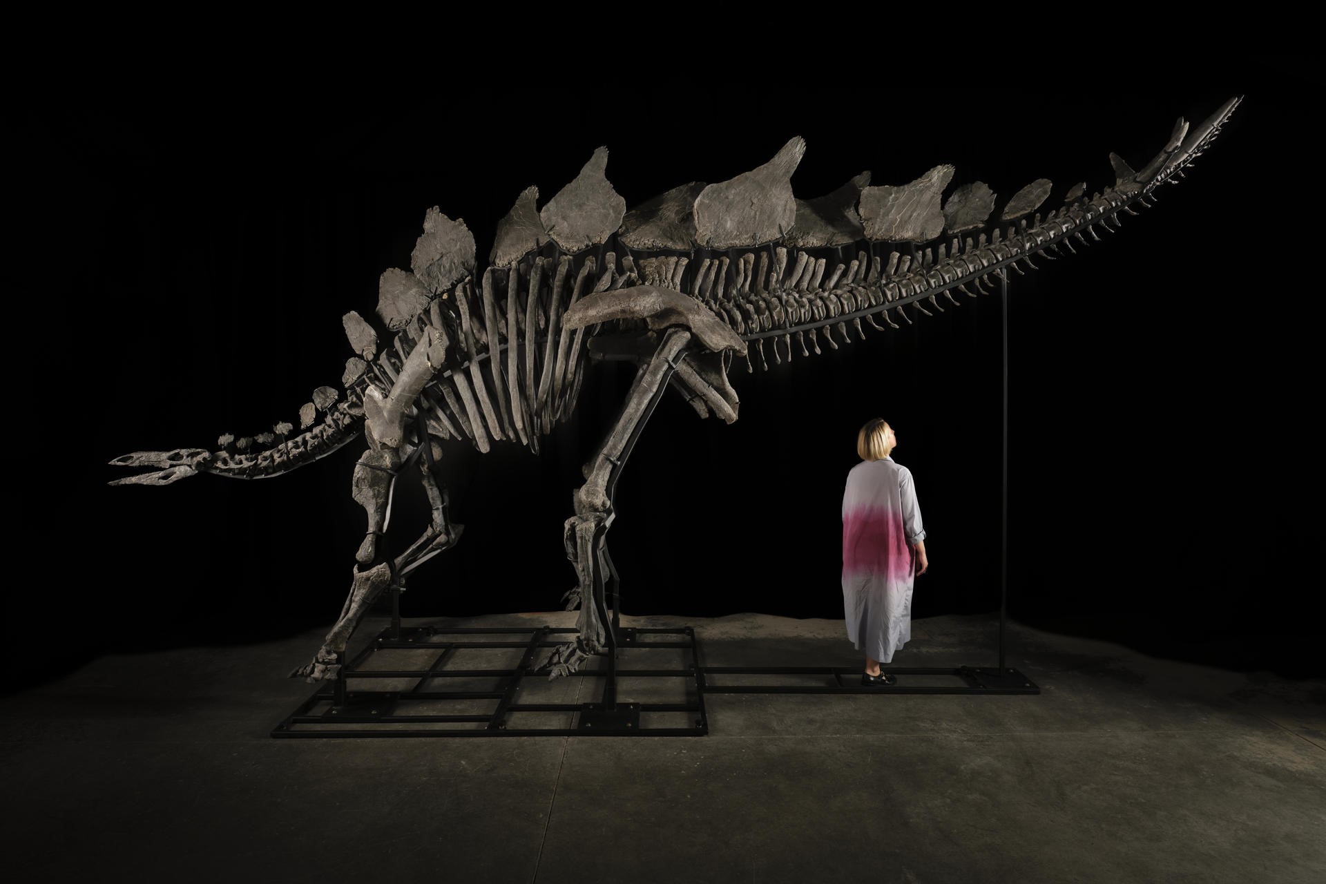 Esqueleto de dinosaurio Apex se vende por 44.6 millones, el precio más caro de la historia