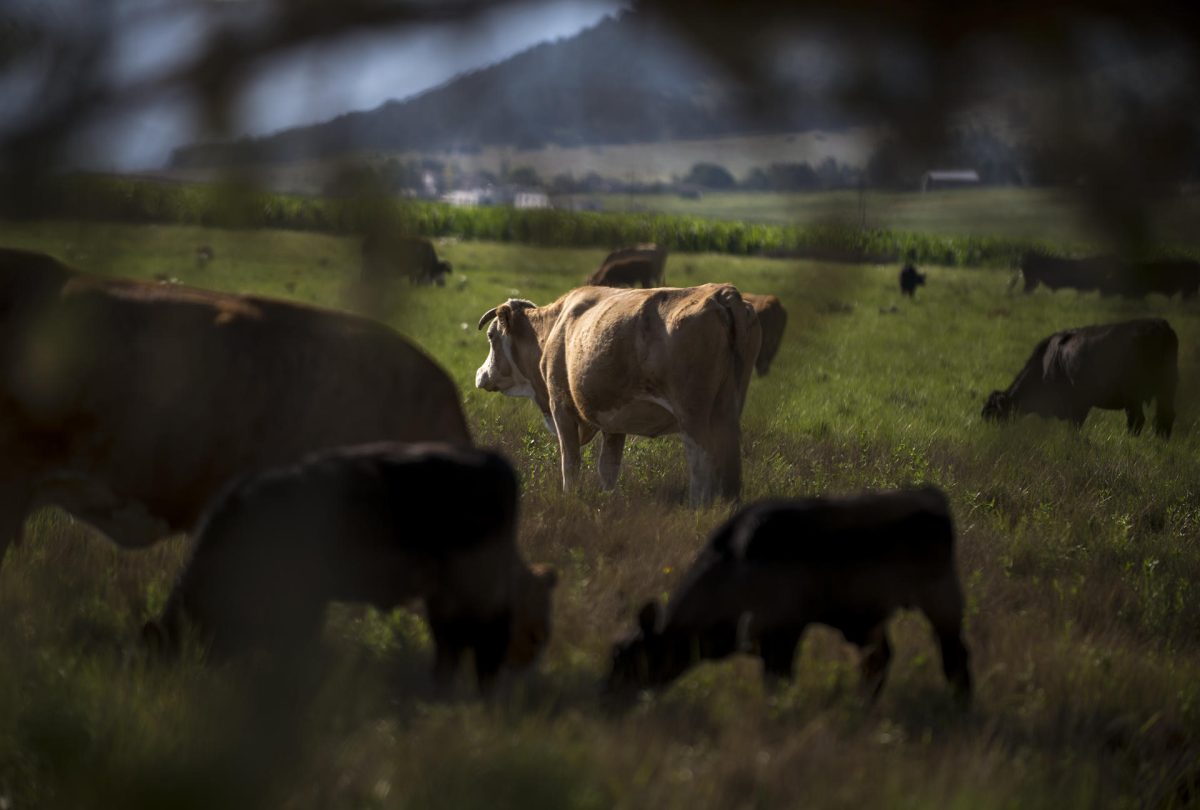Autoridades de Agricultura de Guatemala y México implementan medidas para evitar el ingreso del gusano barrenador del ganado.