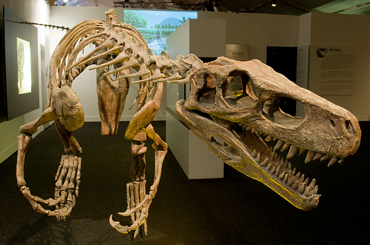 Herrerosaurus, antepasado de los dinosaurios. / Foto: Wikipedia