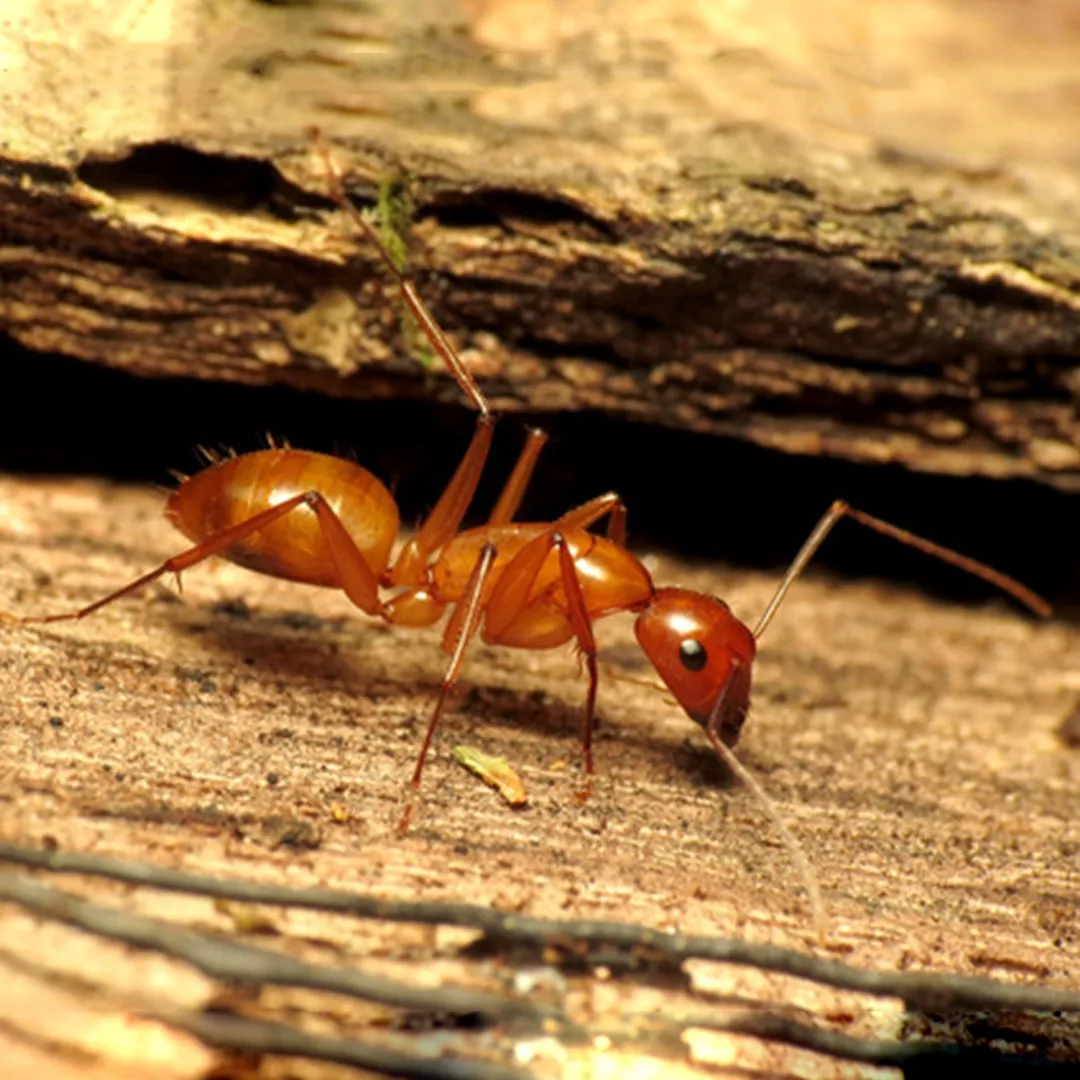 Hormiga carpintera de Florida. / Foto: Picture Insect.