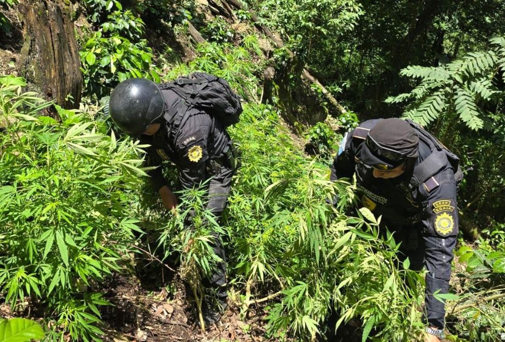 SGAIA erradica casi 10 mil matas de marihuana en Jalapa