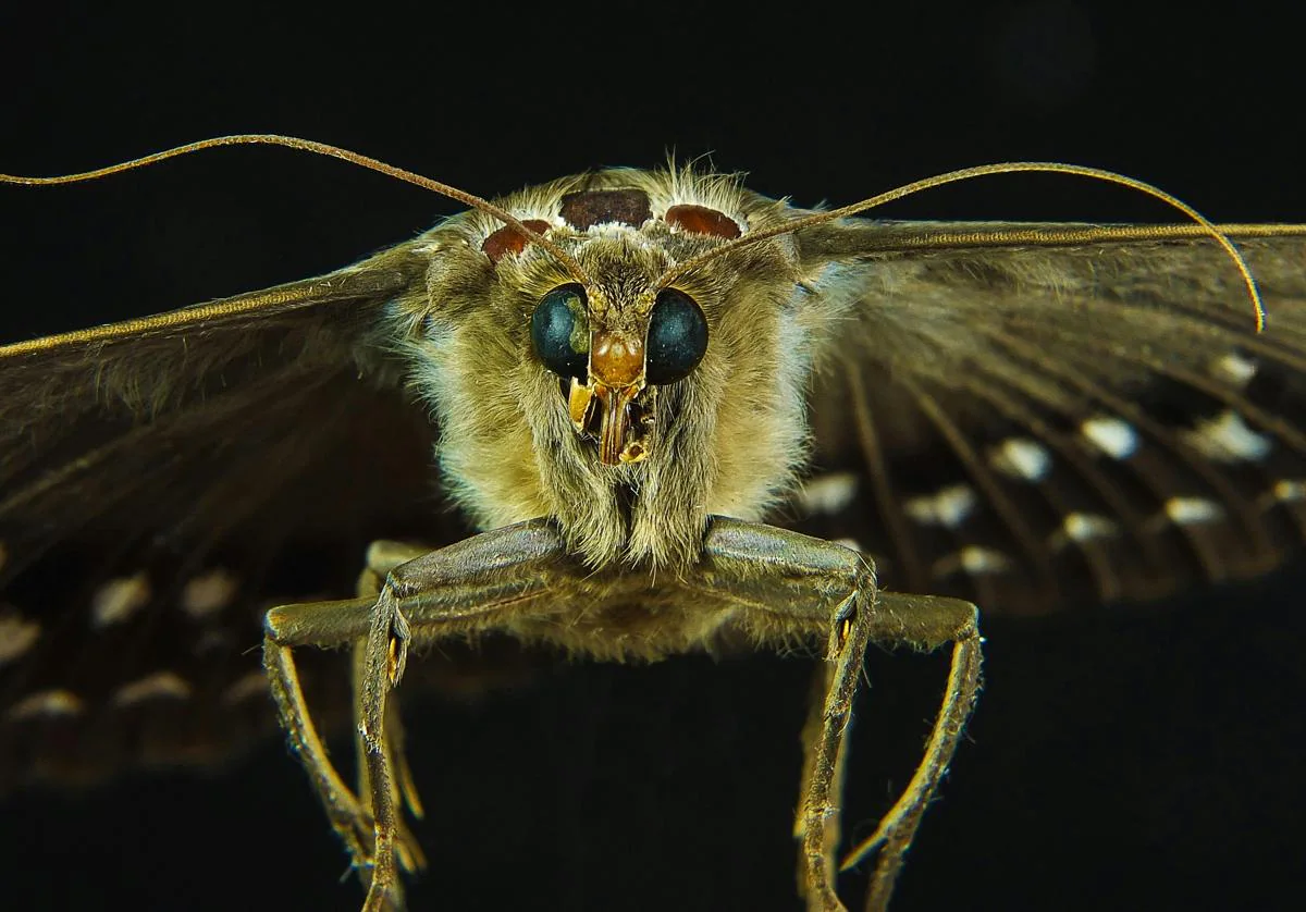 Mariposas y polillas atraen el polen sin contacto gracias a la electricidad estática