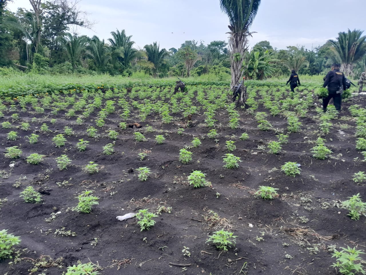 PNC localiza y destruye vivero con 250 mil matas de marihuana en La Libertad, Petén
