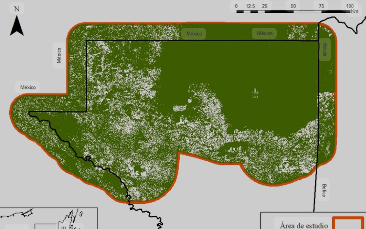 Ministra de Ambiente aclara procedencia de madera observada en ruta a Parque Nacional Tikal
