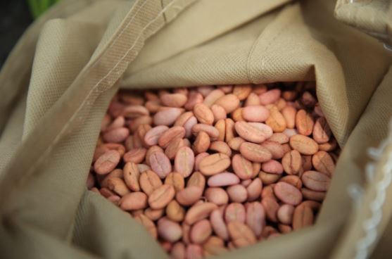MAGA impulsa la producción de café con entrega de semillas
