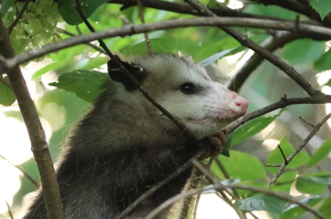 El tacuacín es una de las especies animales en las que se detectó el virus del covid-19.