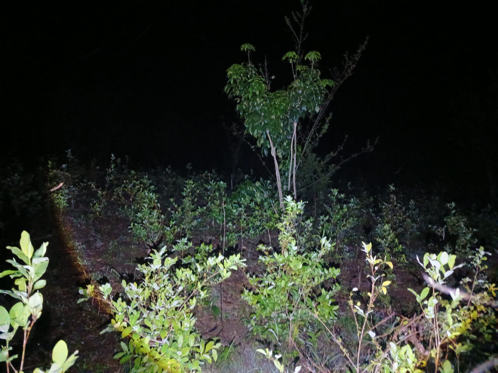 PNC localiza y erradica más de 75 mil arbustos de coca en Alta Verapaz&nbsp;