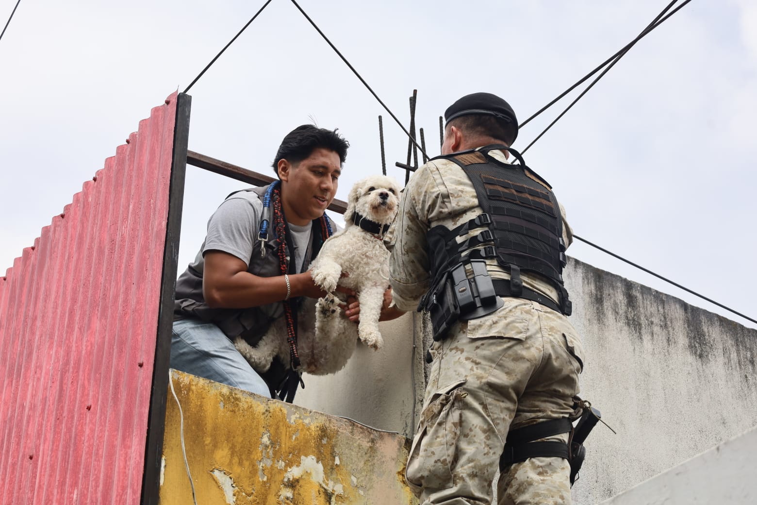 Rescatan a dos perritas víctimas de maltrato y crueldad animal