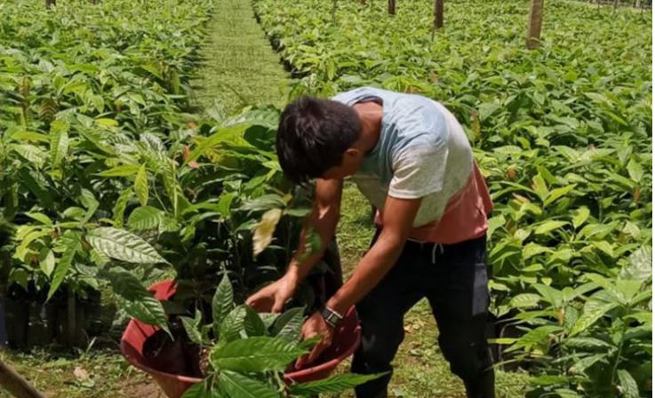 El cacao petenero recibe un impulso con la ayuda del MAGA