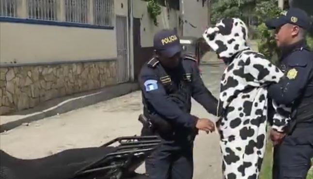 Capturan a hombre disfrazado de vaca que portaba un cuchillo