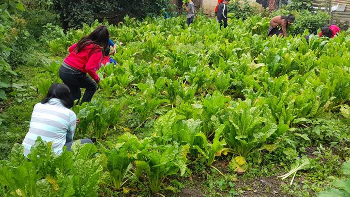 Niños de Chixolis recolectan su primera cosecha en huerto escolar