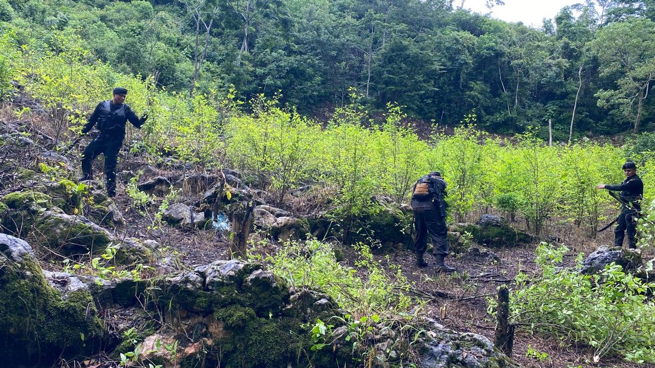 Agentes antinarcóticos erradican más de 190 mil arbustos de hoja de coca