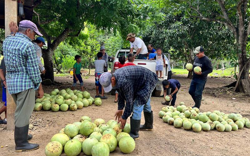 Apoyan colecta de cosecha de sandía en Poptún, Petén. / Foto: MAGA.