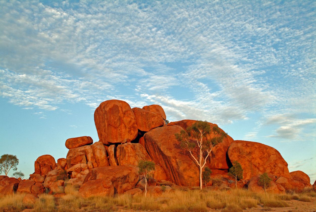 Describen nuevas especies de insectos acuáticos de las selvas prehistóricas de Australia