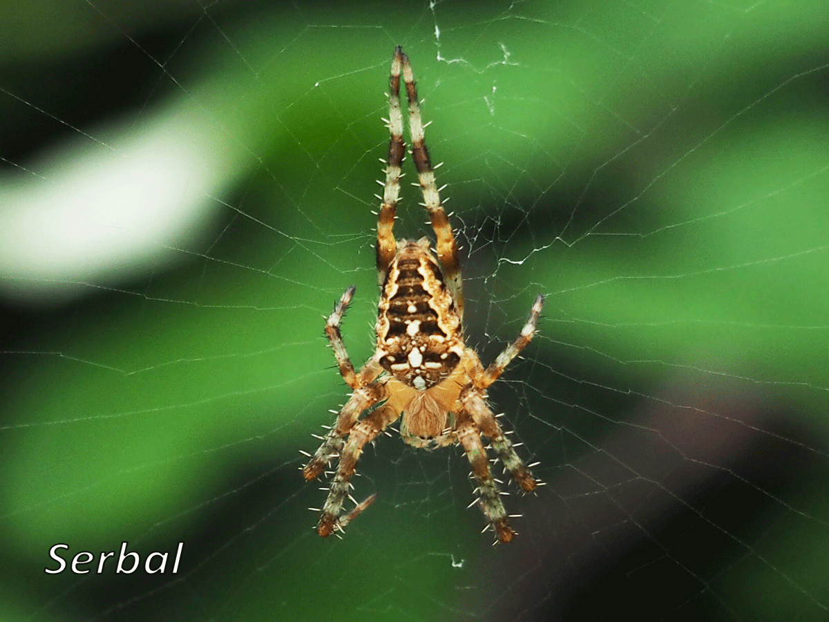 Cierta araña puede manipular la luz de las luciérnagas para atrapar comida. / Foto: Naturaleza para Todos.