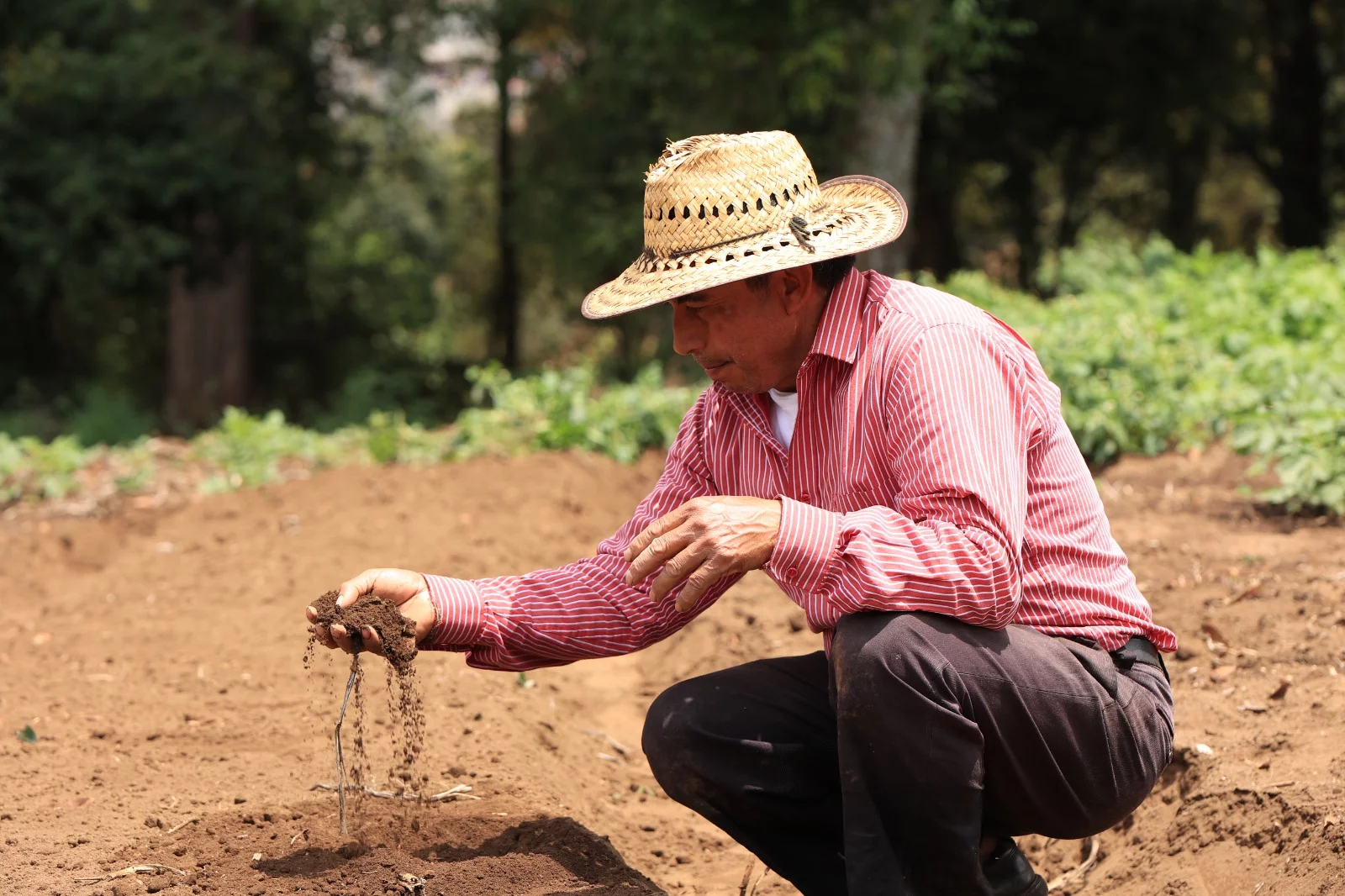 Edwin Castellanos es un destacado científico que se ha dedicado al estudio del cambio climático no solo en Guatemala sino para Latinoamérica. / Foto: Senacyt.
