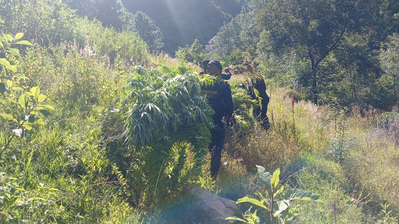 PNC y Ejército erradican marihuana valorada en más de un 1.7 millones de quetzales