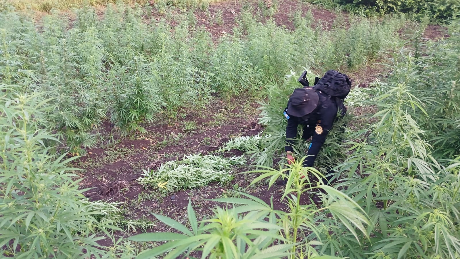 Erradicación de marihuana en Petén. /Foto: PNC.