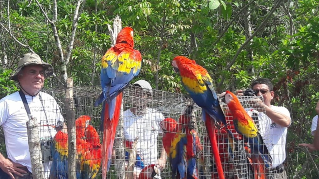 Conap llama a la población a denuncia el tráfico y venta ilegal de guacamayas. / Foto: Conap.