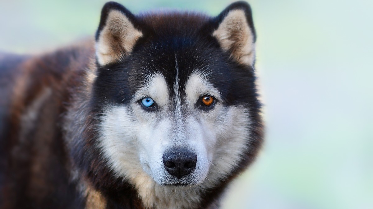 Los perros pueden comprender ciertas palabras emitidas por los humanos, / Foto: National Geographic en Español.