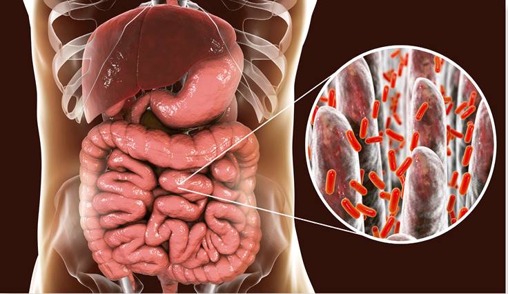 Investigadores descubren en el microbioma cientos de moléculas como potenciales antibióticos.