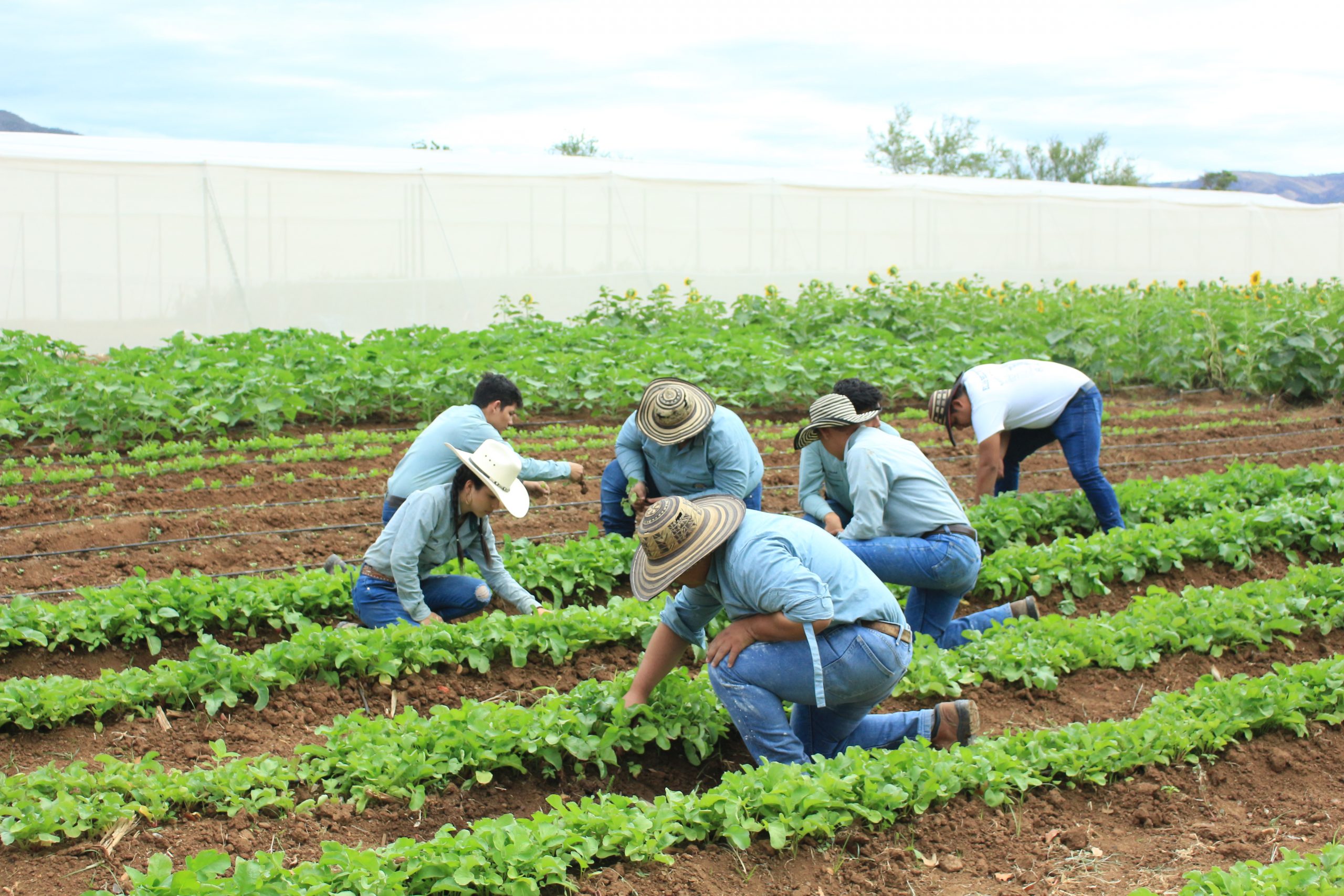 Pequeños y medianos productores agrícolas serán beneficiados con insumos y créditos