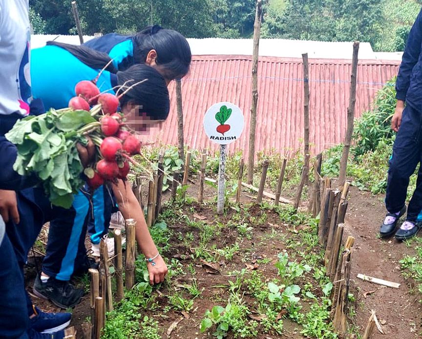 Estudiantes celebran la cosecha de sus huertos escolares