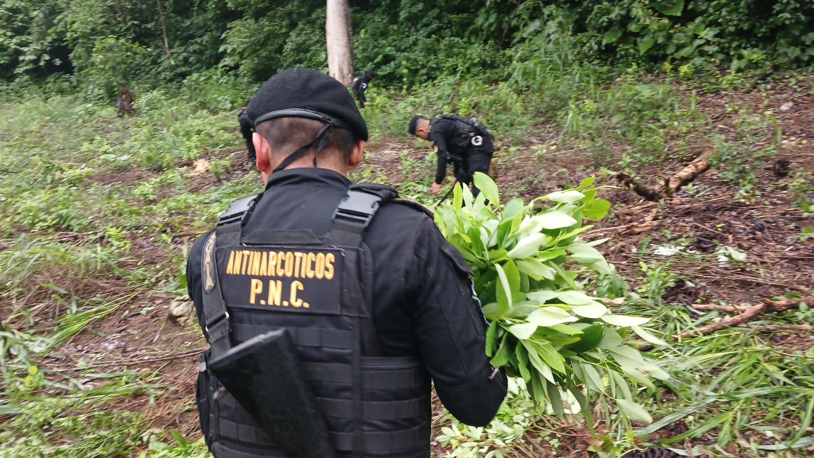 Desmantelan y erradican plantación de hoja de coca en Petén