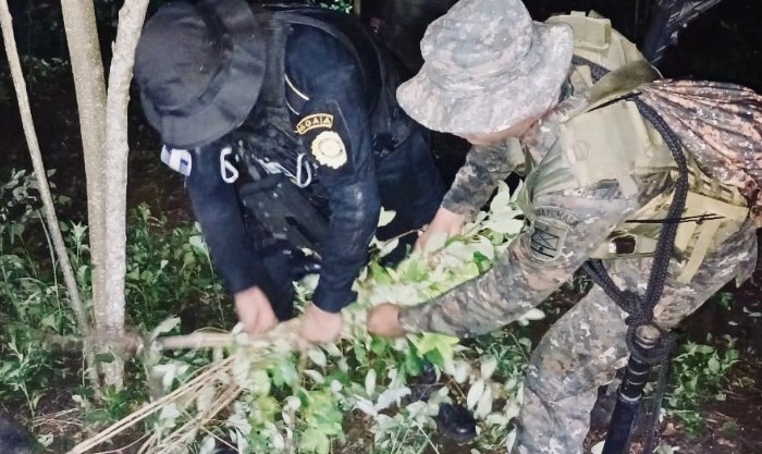 PNC y Ejército eliminan cultivos de coca valorados en 10.6 millones de quetzales en Alta Verapaz