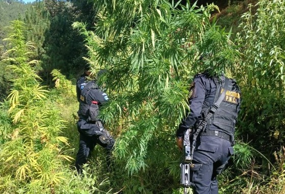 Operativos antinarcóticos durante la semana permiten decomiso de más de tres millones de quetzales en droga