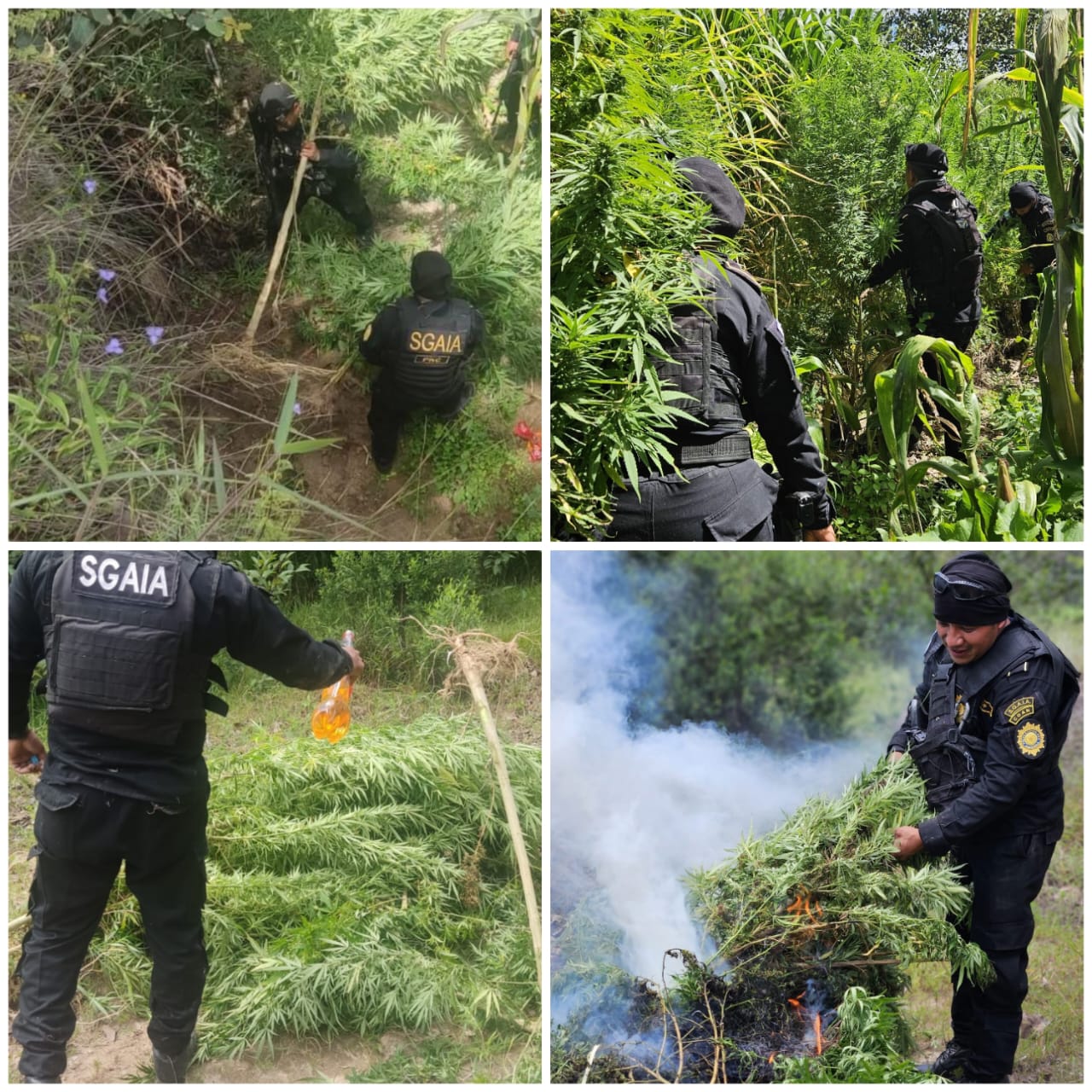 Erradicación de marihuana en Totonicapán. / Foto: PNC.