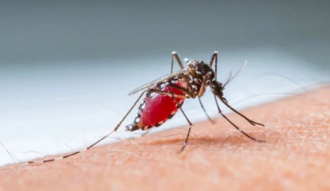 Los mosquitos son los principales portadores del dengue. /Foto: PAHO.