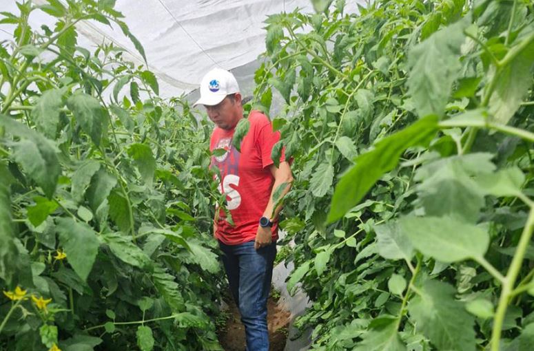 Familias de Olopa mejoran su seguridad alimentaria con macro túneles
