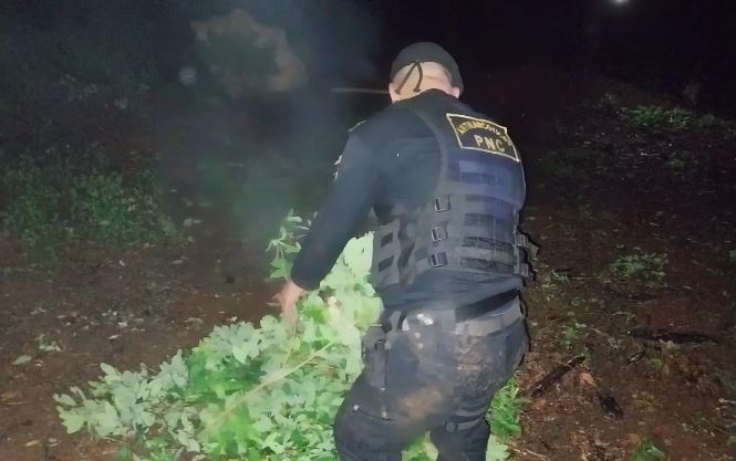 Desmantelan red de narcotráfico en Petén, más de 8 mil plantas de coca erradicadas