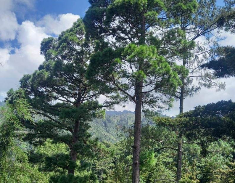 Fortalecen la conciencia ambiental con jornadas de reforestación en Jalapa