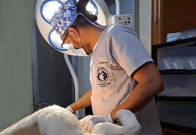 Acciones para el control y seguridad canina en Quetzaltenango