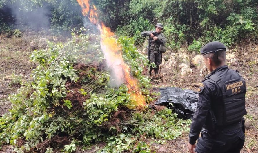 Erradican plantaciones de hoja de coca y marihuana valuadas en más de dos millones de quetzales