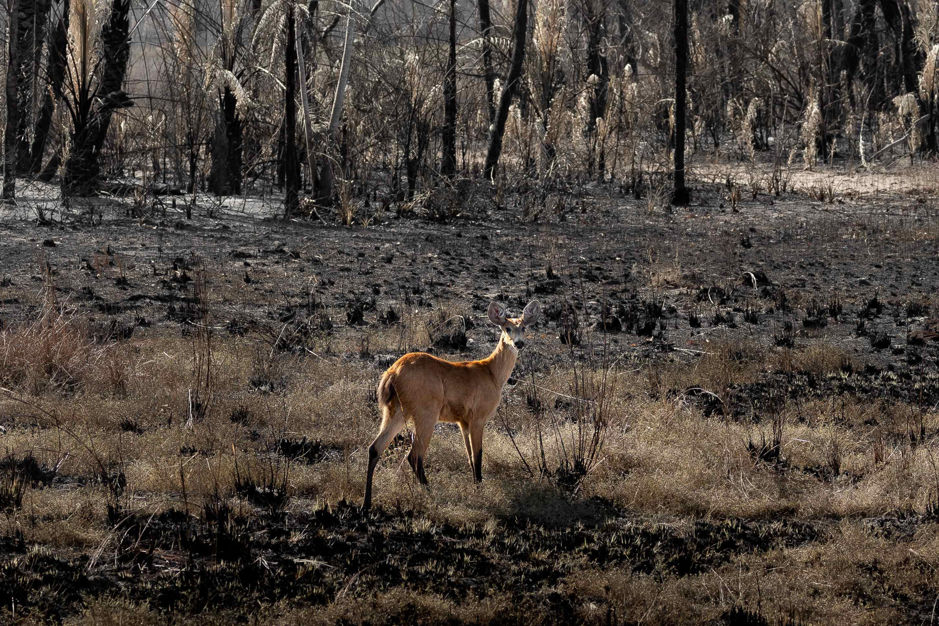 La Amazonía padece una crisis sin precedentes a causa del incremento de los incendios forestales.