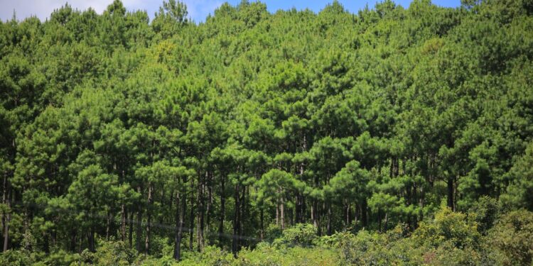 USAID aportarán más de 16 millones de dólares para proyectos ambientales en Guatemala