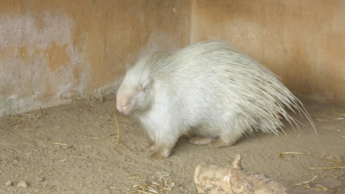 Ejemplar de puercoespín albino. / Foto: El Periódico.