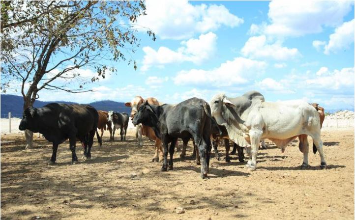 Guatemala refuerza medidas preventivas contra el gusano barrenador