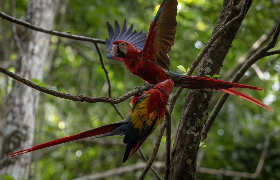 Liberan 10 guacamayas rojas, en peligro de extinción, en la selva petenera
