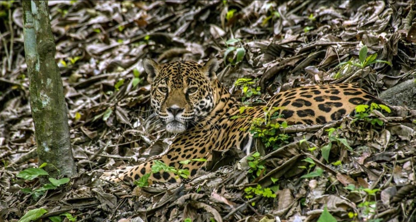 EE. UU. invertirá 17 millones de dólares para la conservación de la biodiversidad y desarrollo económico del país