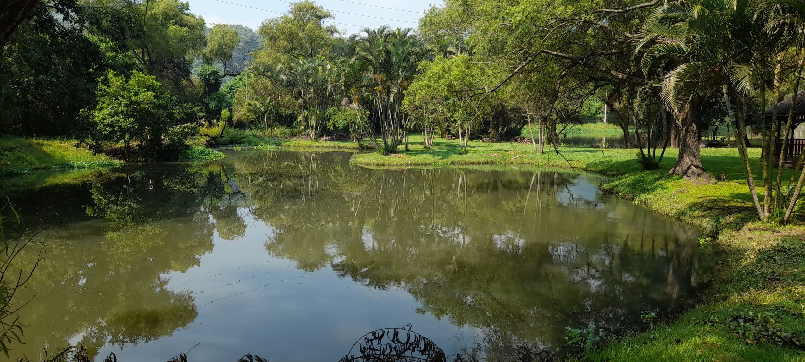 Presencia de cocodrilos preocupa a vecinos de Amatitlán; Conap realiza primeras inspecciones