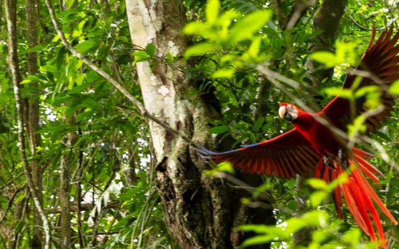 Liberan 20 guacamayas rojas en parque nacional Laguna del Tigre