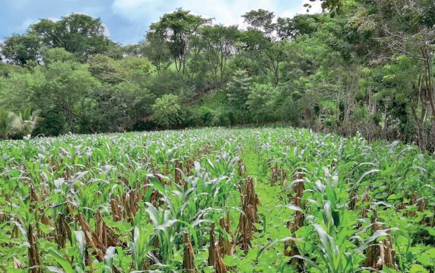 MAGA emite recomendaciones agropecuarias ante incremento de lluvias