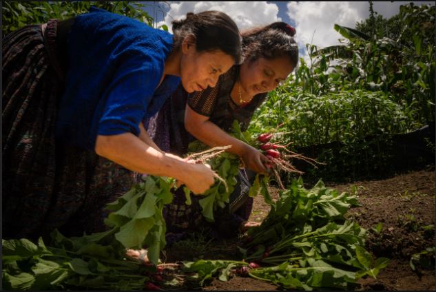Más de mil mujeres ahorran e implementan huertos comunitarios en Alta Verapaz