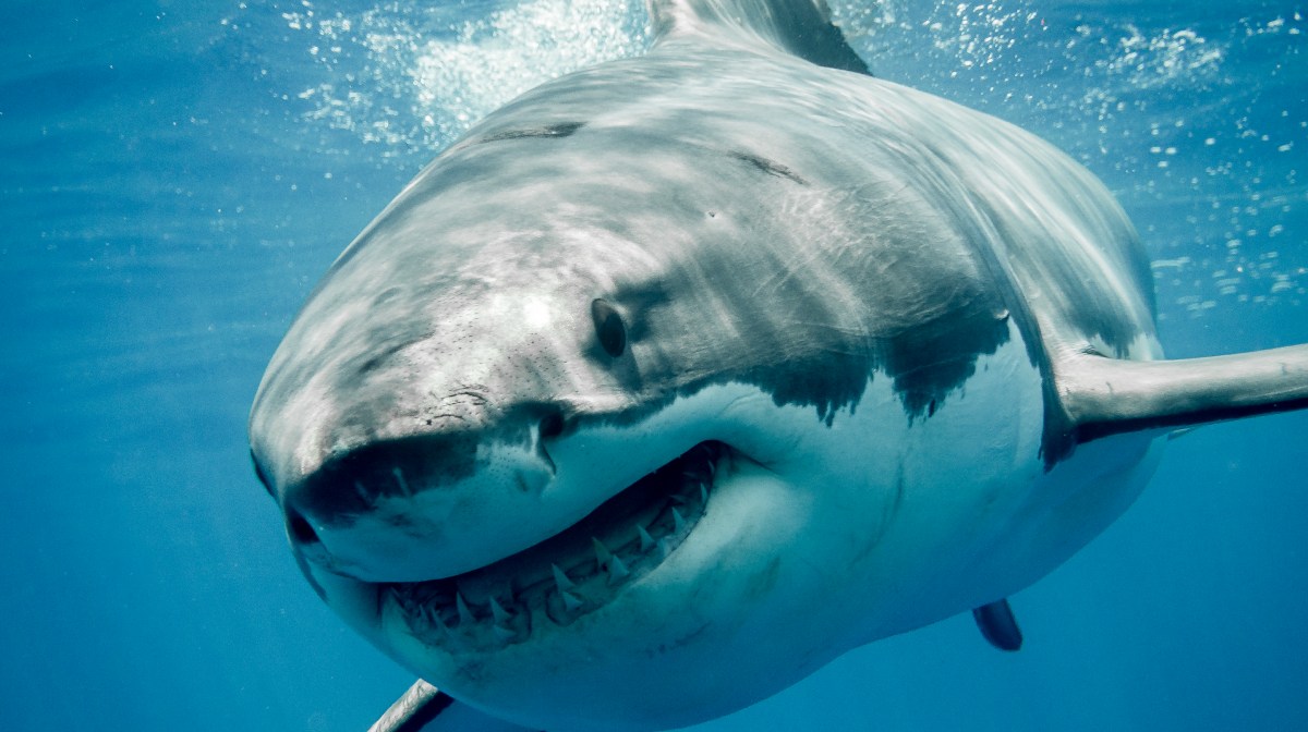 Los grandes tiburones también se pueden cazar entre ellos